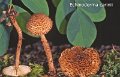 Echinoderma carinii-amf1984